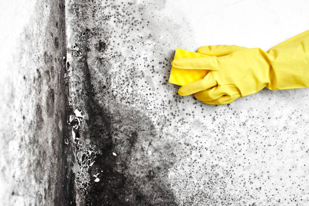 Best DIY Mold Remediation Support Services in Mount Gay Shamrock, WV