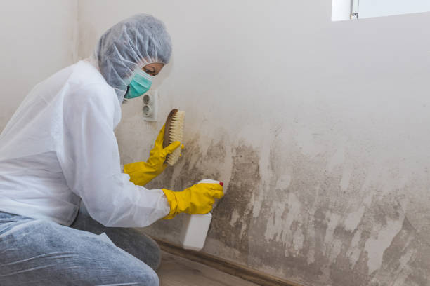 Best Commercial Mold Remediation in Mount Gay Shamrock, WV