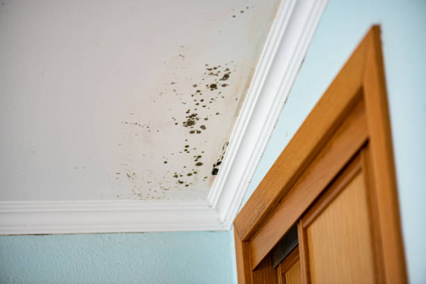 Best Residential Mold Remediation in Mount Gay Shamrock, WV