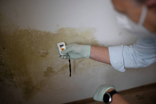 Best Post-Flood Mold Remediation in Mount Gay Shamrock, WV