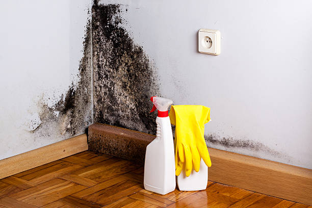 Mount Gay Shamrock, WV Mold Remediation Company