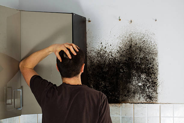 Best HVAC Mold Remediation in Mount Gay Shamrock, WV