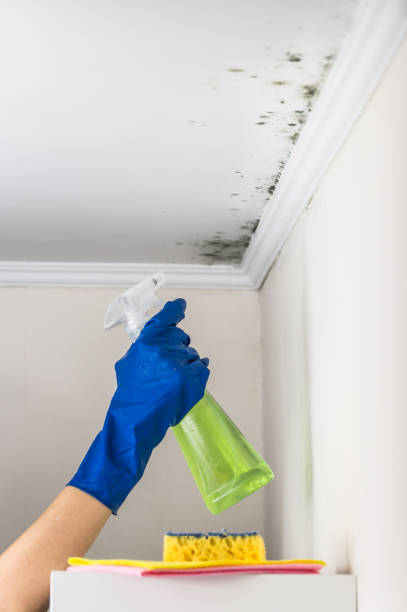 Best Industrial Mold Remediation in Mount Gay Shamrock, WV
