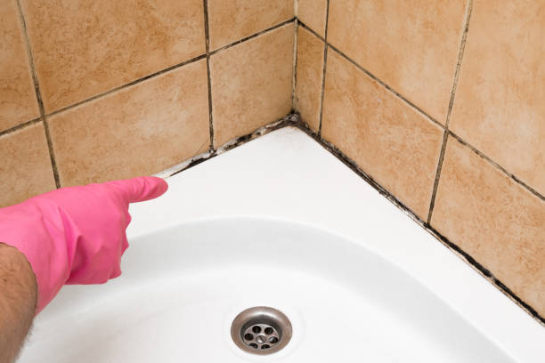 Best Localized Mold Remediation (e.g., coastal areas, humid climates) in Mount Gay Shamrock, WV